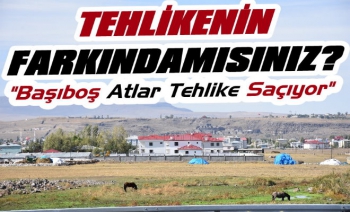 Kars'ta Başıboş Atlar Tehlike Saçıyor