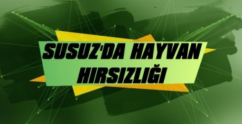 Susuz’da Büyükbaş Hayvan Hırsızlığı