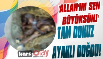 Selim’de 9 ayaklı buzağı