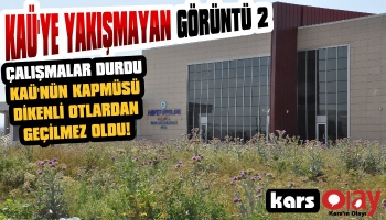 KAÜ'nün Kampüsü Dikenli Otlardan Geçilmiyor!