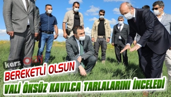 Vali Öksüz Kavılca Tarlalarını İnceledi