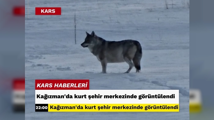 Kağızman’da kurt şehir merkezinde görüntülendi