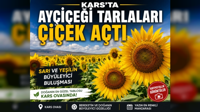 Kars’ta Ayçiçeği Tarlaları Çiçek Açtı: Sarı ve Yeşilin Büyüleyici Buluşması