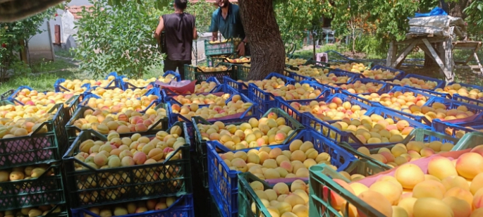 Kağızman'da Kayısı Hasadına Başlandı